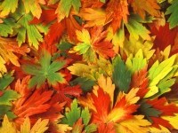 осінні ігри з дітьми, Чому листя змінюють колір. Досліди з дітьми в домашніх умовах